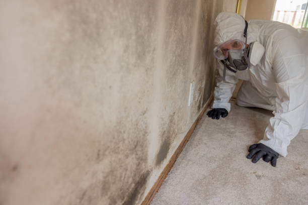 Best Mold removal after water damage  in Hobbs, NM